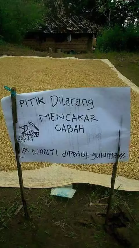 jemur gabah kocak Berbagai Sumber