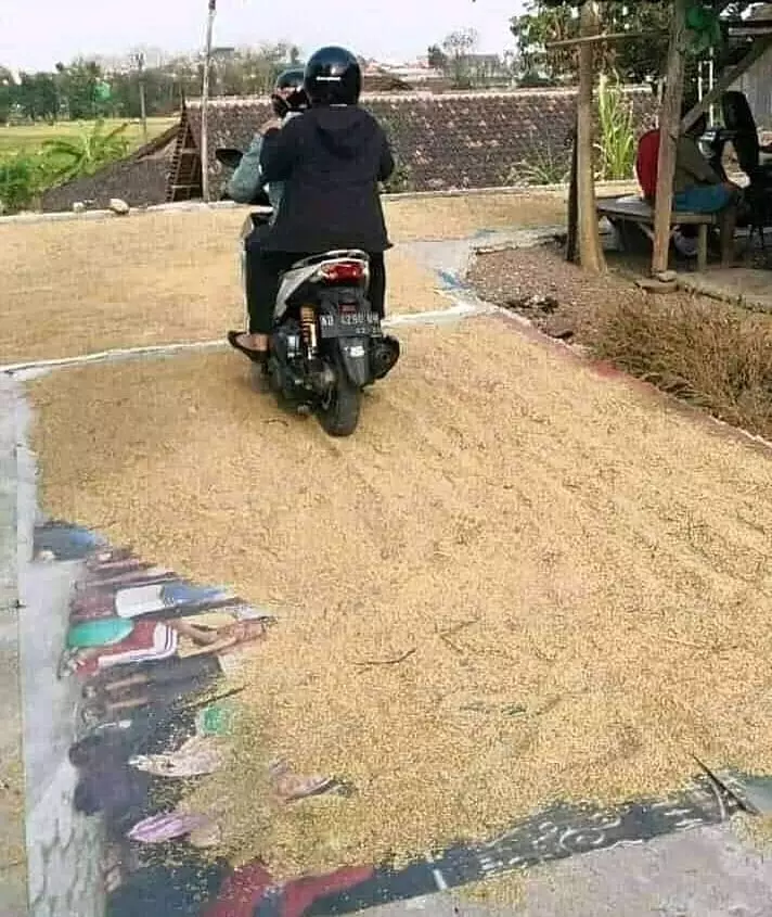 jemur gabah kocak Berbagai Sumber