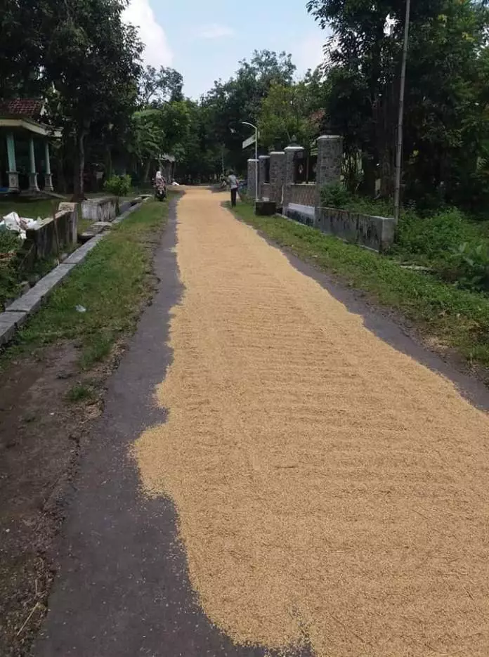 jemur gabah kocak Berbagai Sumber