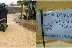 8 Potret nyeleneh jemur gabah ini bikin senyum kecut