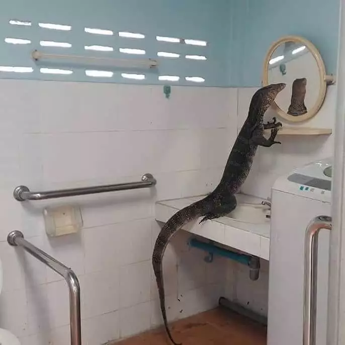 momen lucu lagi bercermin © 2020 instagram.com