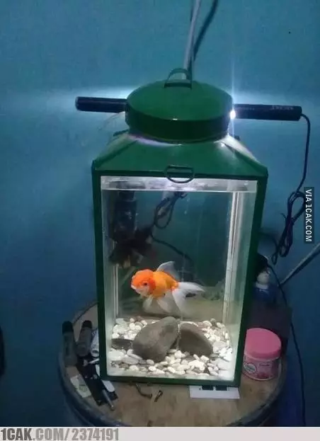 akuarium anti mainstream  Berbagai Sumber akuarium anti mainstream  Berbagai Sumber