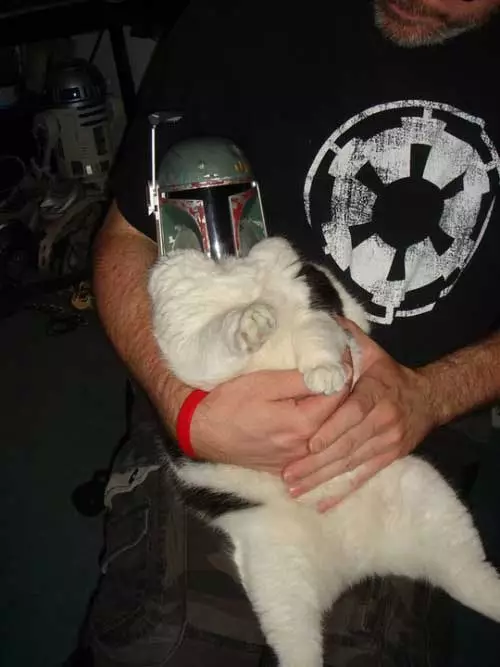 kucing pakai helm berbagai sumber