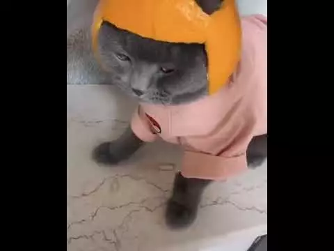 kucing pakai helm berbagai sumber