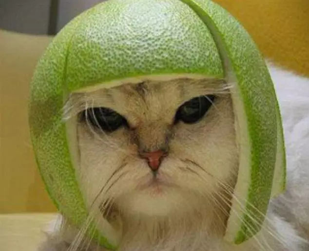 kucing pakai helm berbagai sumber