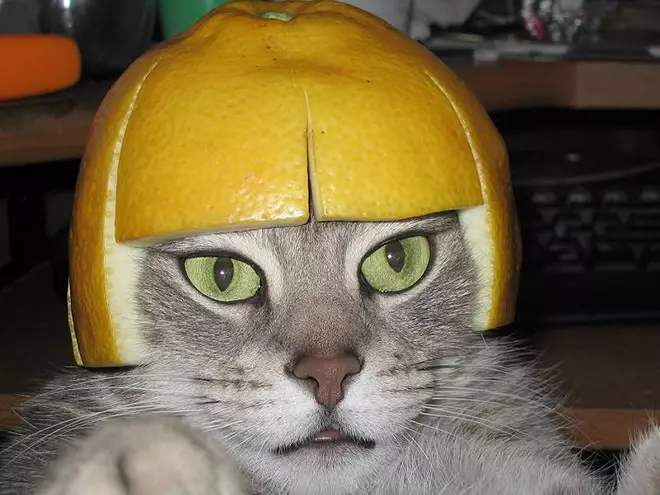 kucing pakai helm berbagai sumber