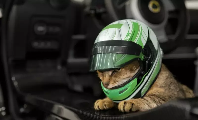 kucing pakai helm berbagai sumber