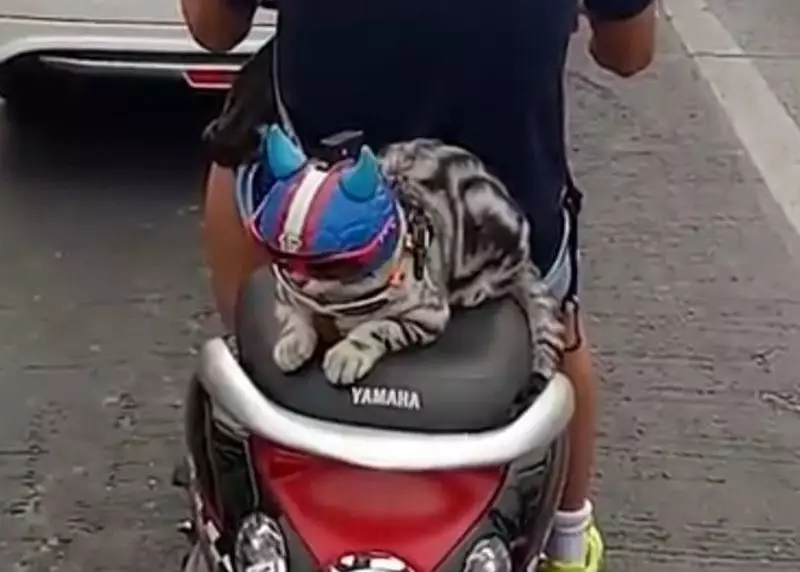 kucing pakai helm berbagai sumber