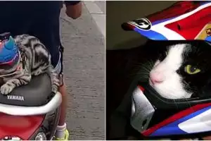 7 Potret kucing pakai 'helm' ini tampilannya bikin gemas
