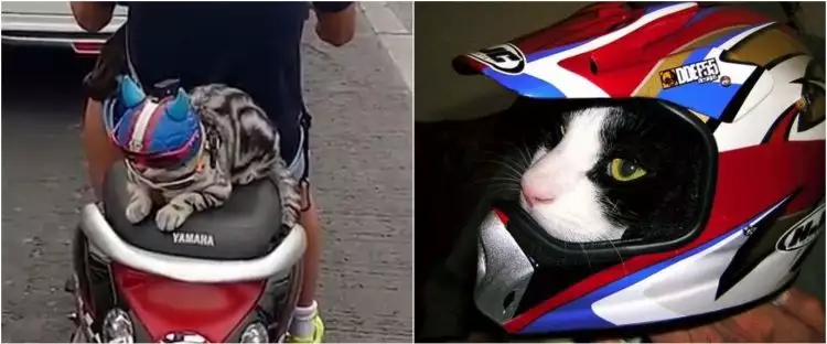 7 Potret kucing pakai 'helm' ini tampilannya bikin gemas