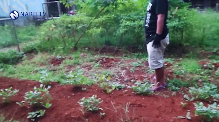 Narji jadi petani sayuran YouTube