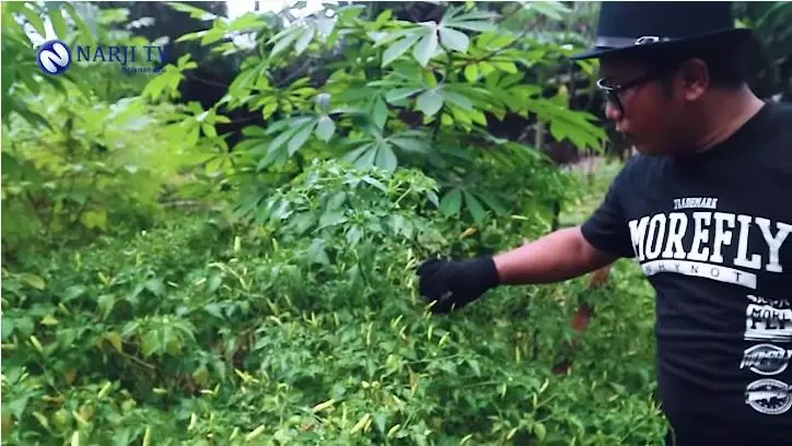 Narji jadi petani sayuran YouTube