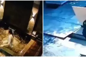 10 Momen apes nggak sengaja tercemplung, sakit tapi tak berdarah