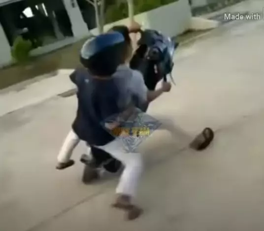 Momen apes naik motor Berbagai sumber