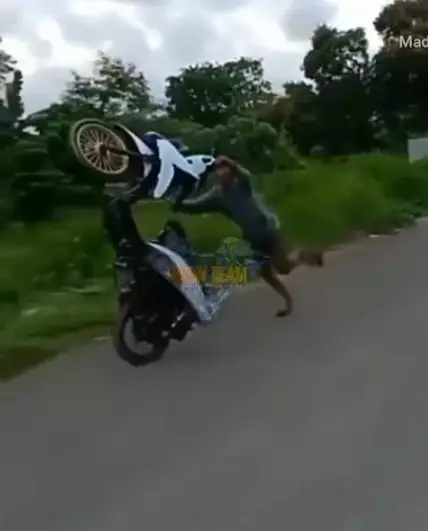 Momen apes naik motor Berbagai sumber