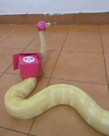 momen ngajak hewan jalan © 2020 instagram.com