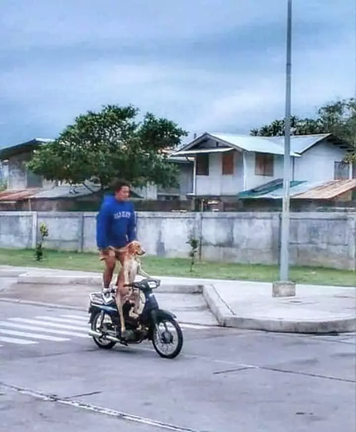 momen ngajak hewan jalan © 2020 instagram.com