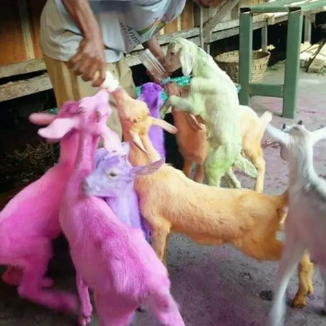 momen ngajak hewan jalan © 2020 instagram.com