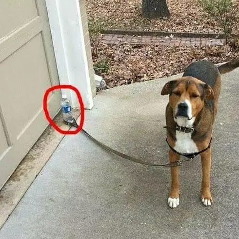 momen ngajak hewan jalan © 2020 instagram.com