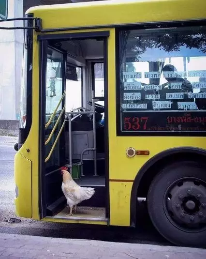 momen ngajak hewan jalan © 2020 instagram.com