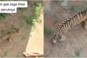 Viral video harimau tampak kurus dan perut kempis 