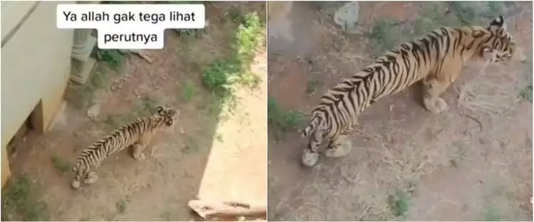 Viral video harimau tampak kurus dan perut kempis 