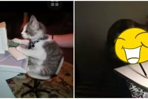 10 Cocoklogi lucu kucing kalau ikut kegiatan ekstrakurikuler sekolah