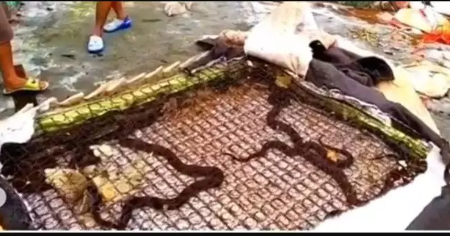 ular bersarang di kasur Instagram