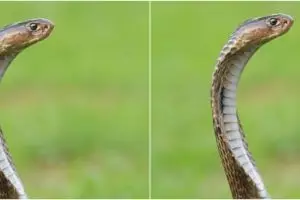 Kisah remaja digigit ular 8 kali dalam sebulan ini bikin haru