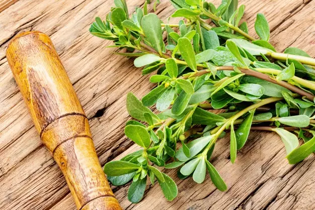 manfaat daun krokot freepik.com