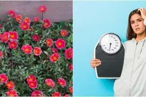 10 Manfaat daun krokot untuk kesehatan, bisa menurunkan berat badan