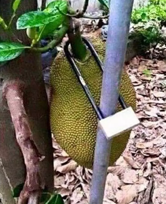 nemu barang zonk Berbagai sumber