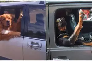 10 Potret anjing saat naik mobil ini tingkahnya kocak banget