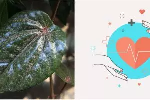 15 Manfaat air rebusan daun sirih merah, obati banyak penyakit