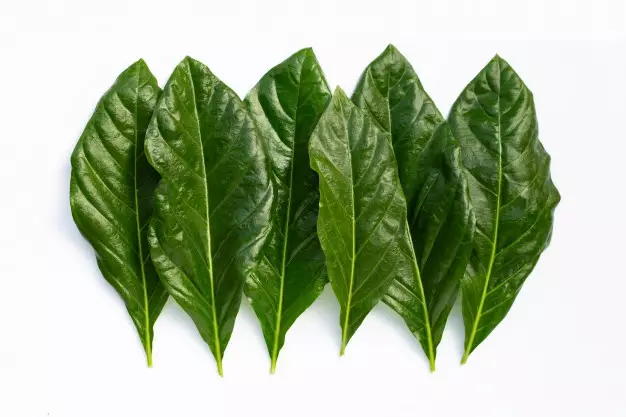 Manfaat daun mengkudu freepik.com