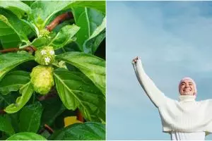 10 Manfaat daun mengkudu untuk kesehatan, melancarkan aliran darah