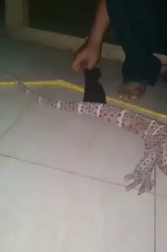 Viral tokek raksasa Facebook/ Cai Dongbai  Viral tokek raksasa Facebook/ Cai Dongbai