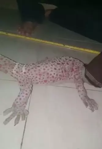 Viral tokek raksasa Facebook/ Cai Dongbai  Viral tokek raksasa Facebook/ Cai Dongbai