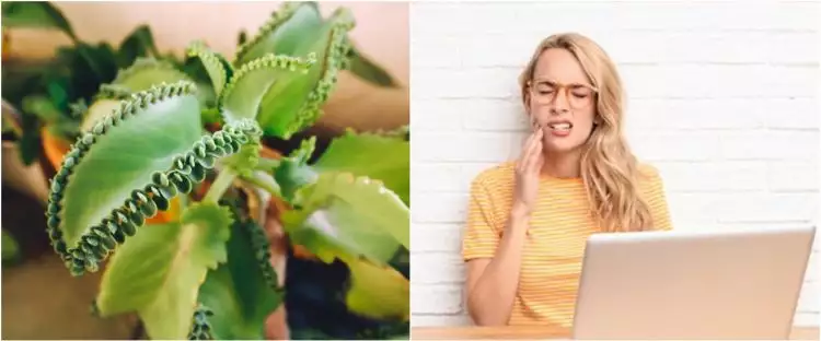 10 Manfaat daun cocor bebek untuk kesehatan, meringankan sakit gigi