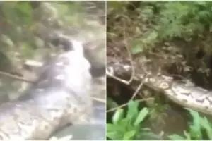 Viral penampakan ular raksasa terbujur kaku di Kalimantan