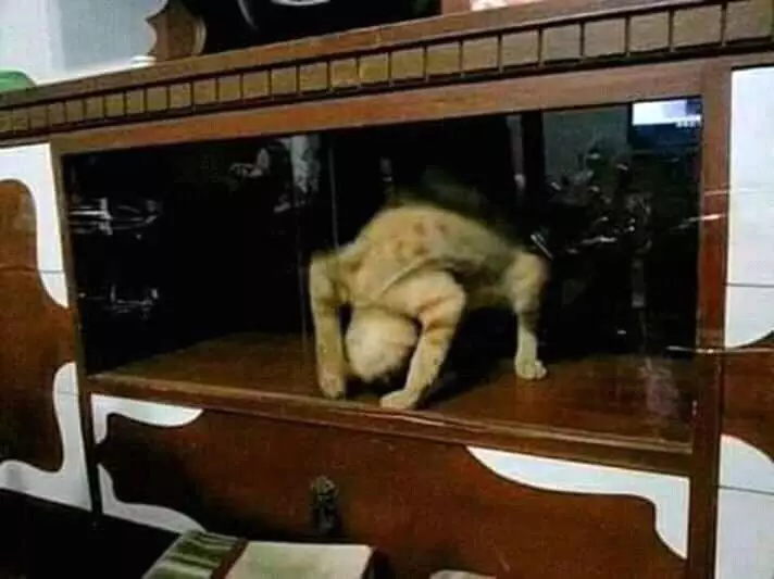Pose tidur kucing Berbagai sumber