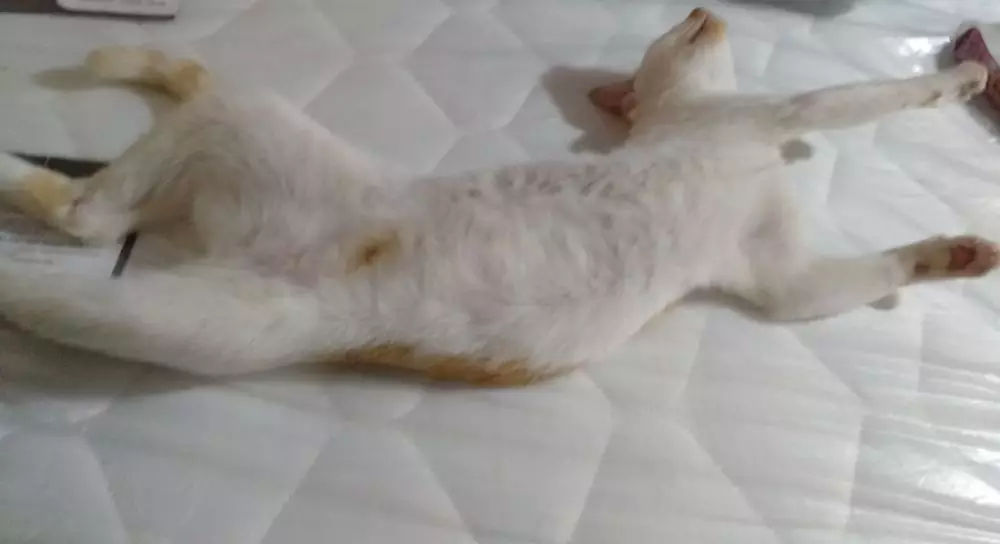 Pose tidur kucing Berbagai sumber