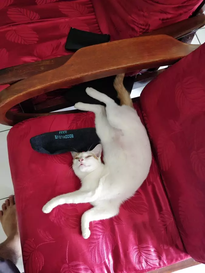 Pose tidur kucing Berbagai sumber