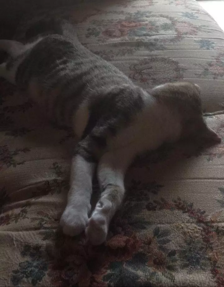 Pose tidur kucing Berbagai sumber