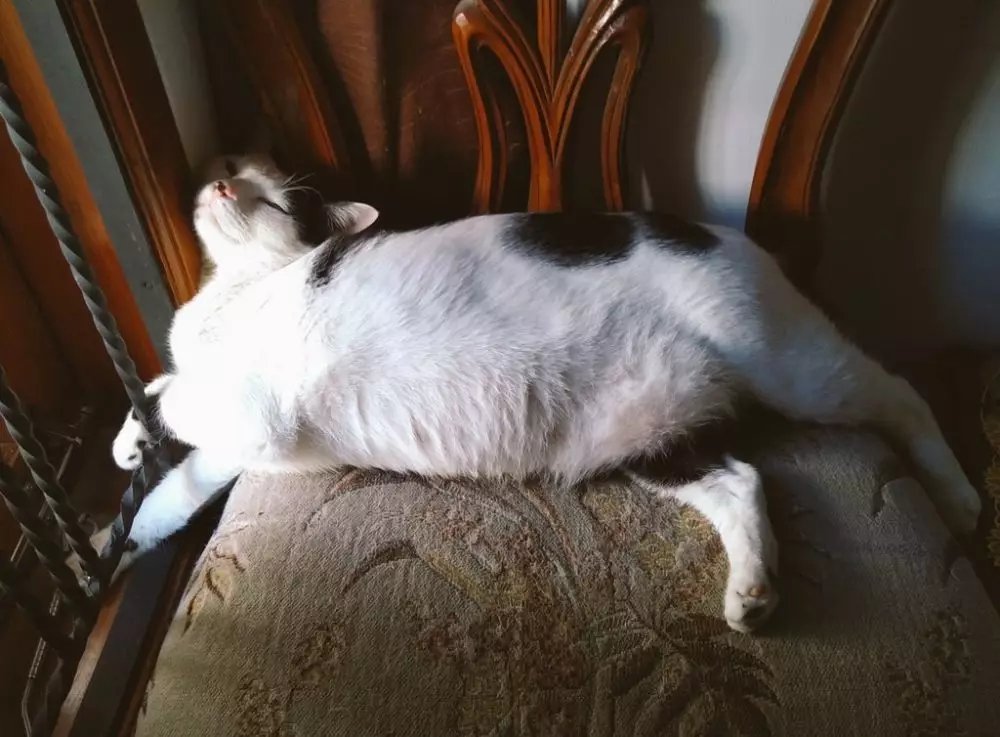Pose tidur kucing Berbagai sumber