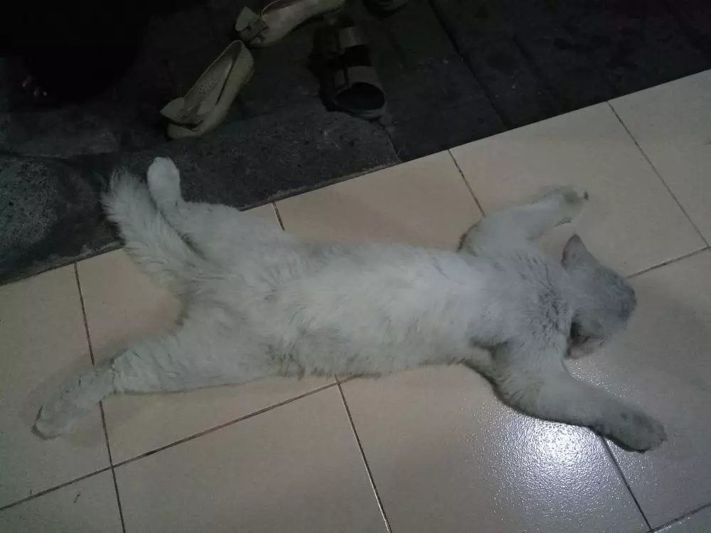 Pose tidur kucing Berbagai sumber