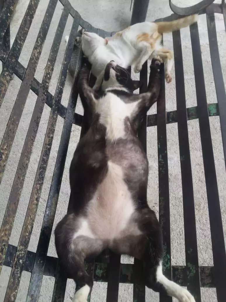 Pose tidur kucing Berbagai sumber
