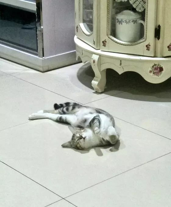Pose tidur kucing Berbagai sumber