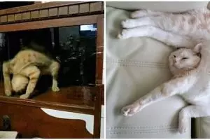 20 Pose tidur kucing ini absurd tapi malah bikin gemas maksimal