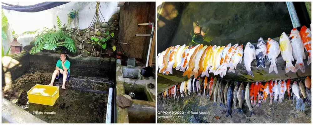 ikan koi mati  Berbagai Sumber ikan koi mati  Berbagai Sumber